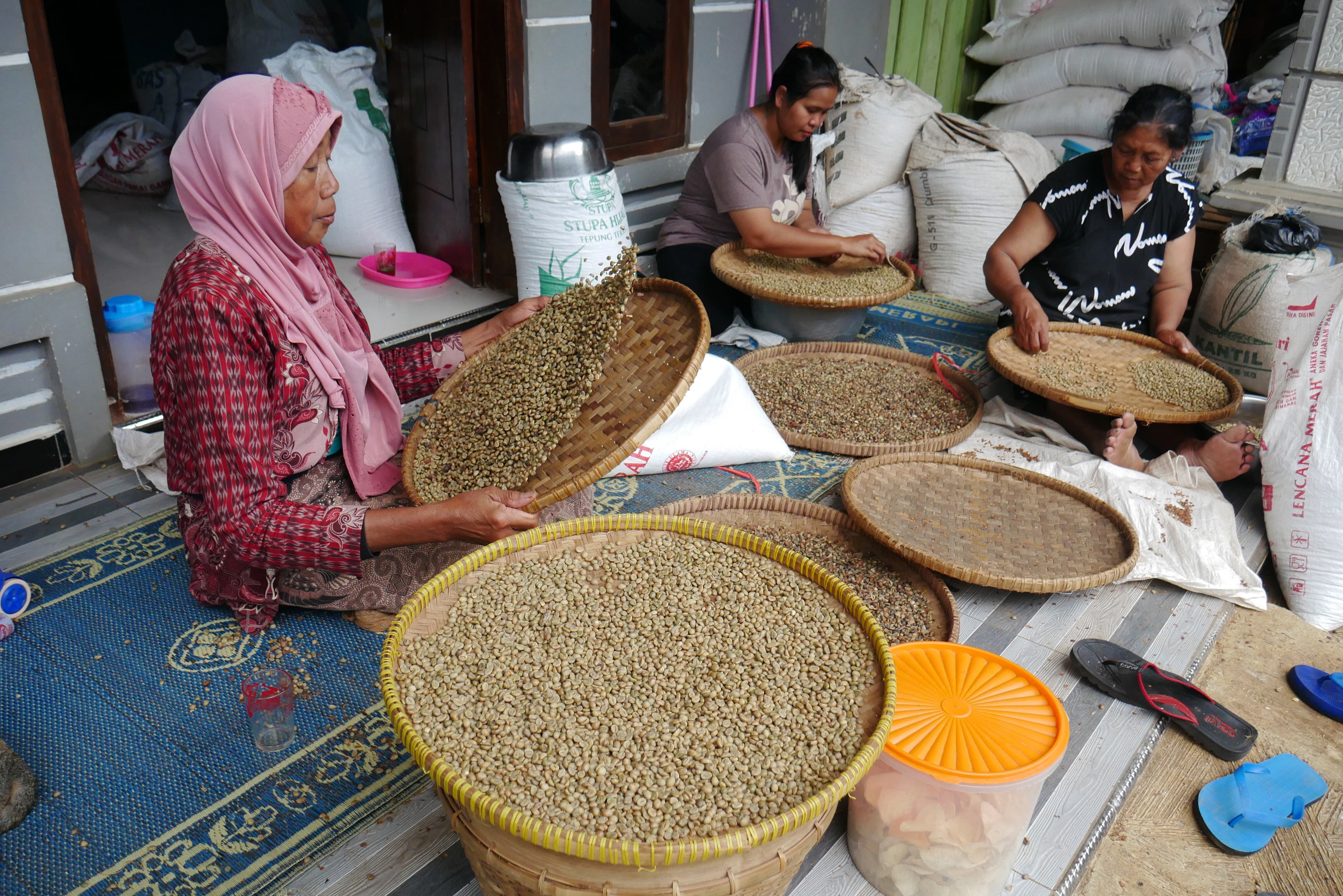 Separación de café robusta en Indonesia. 
(Foto:  Dasril Roszandi/Anadolu Agency via Getty Images)