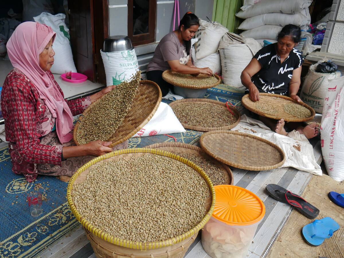 Precio de café robusta alcanza nuevo récord