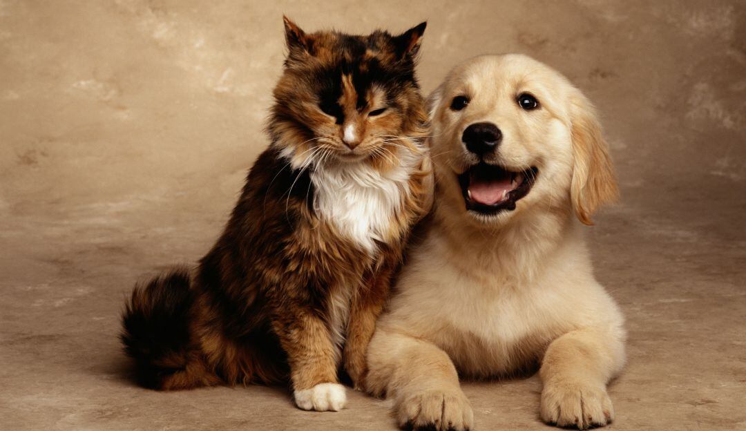 ¡Es momento de adoptar! Bogotá protege 495 animales que buscan hogar