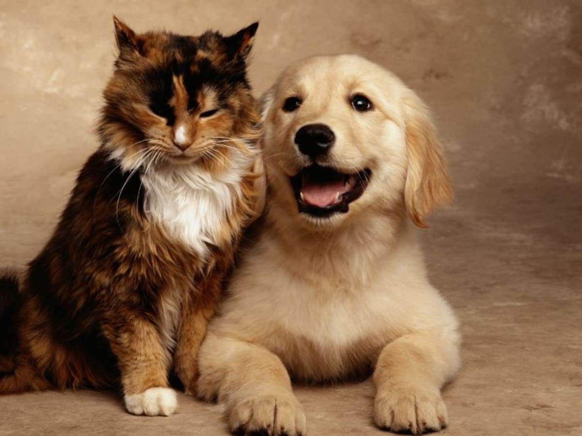 ¡Es momento de adoptar! Bogotá protege 495 animales que buscan hogar