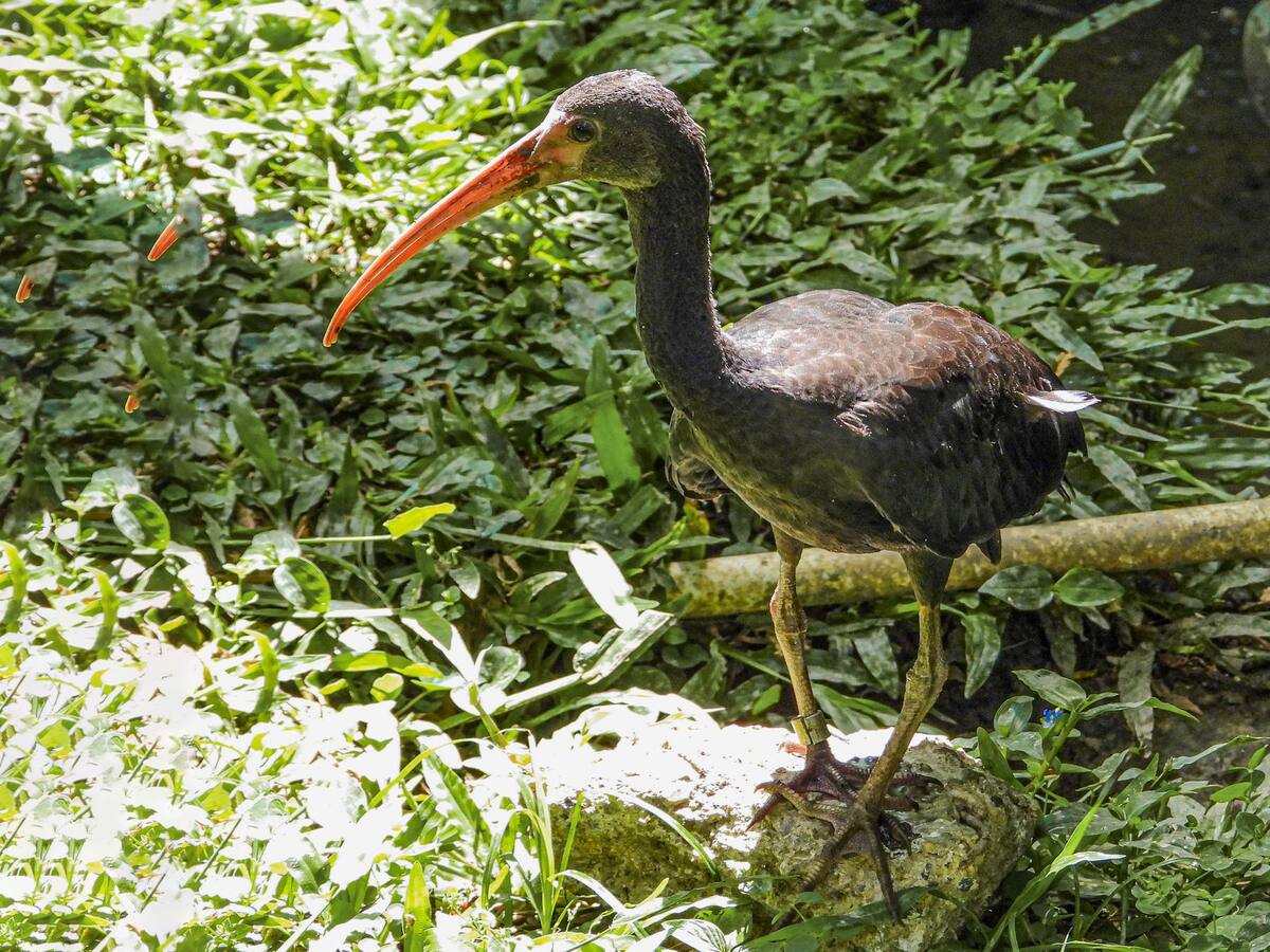 Se están enfermando los coquitos en el Valle de Aburrá por mala disposición de residuos