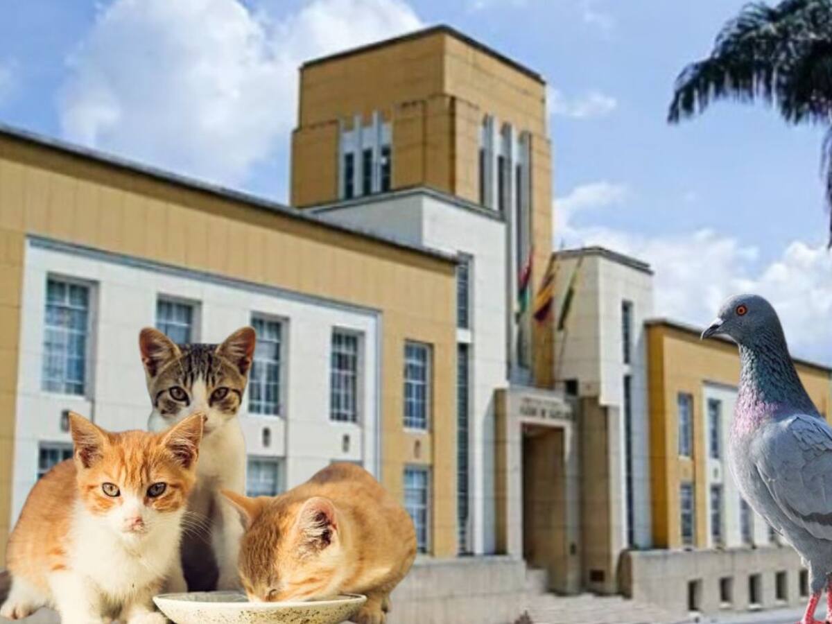 Rechazo en Santander por circular que prohíbe alimentar gatos y palomas en la gobernación