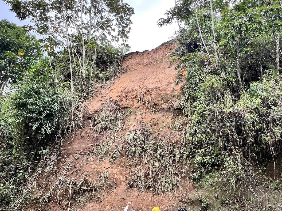 81 árboles amenazan riesgo de caída en la vía Montenegro - Quimbaya en el Quindío: CRQ