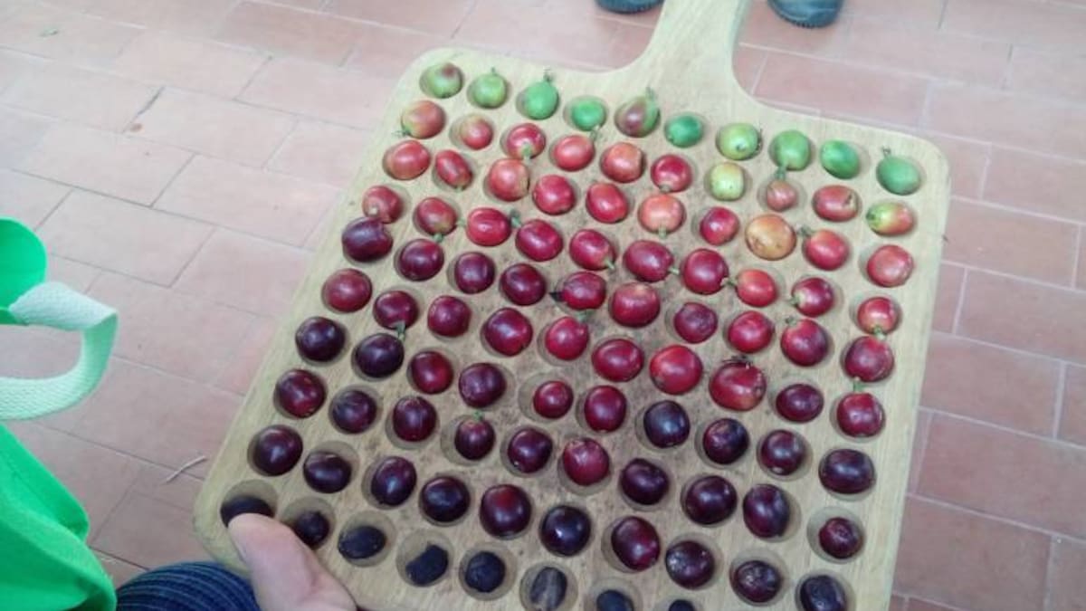 Rentabilidad cafetera, uno temas centrales del congreso cafetero, caficultores del Quindío a la expectativa
