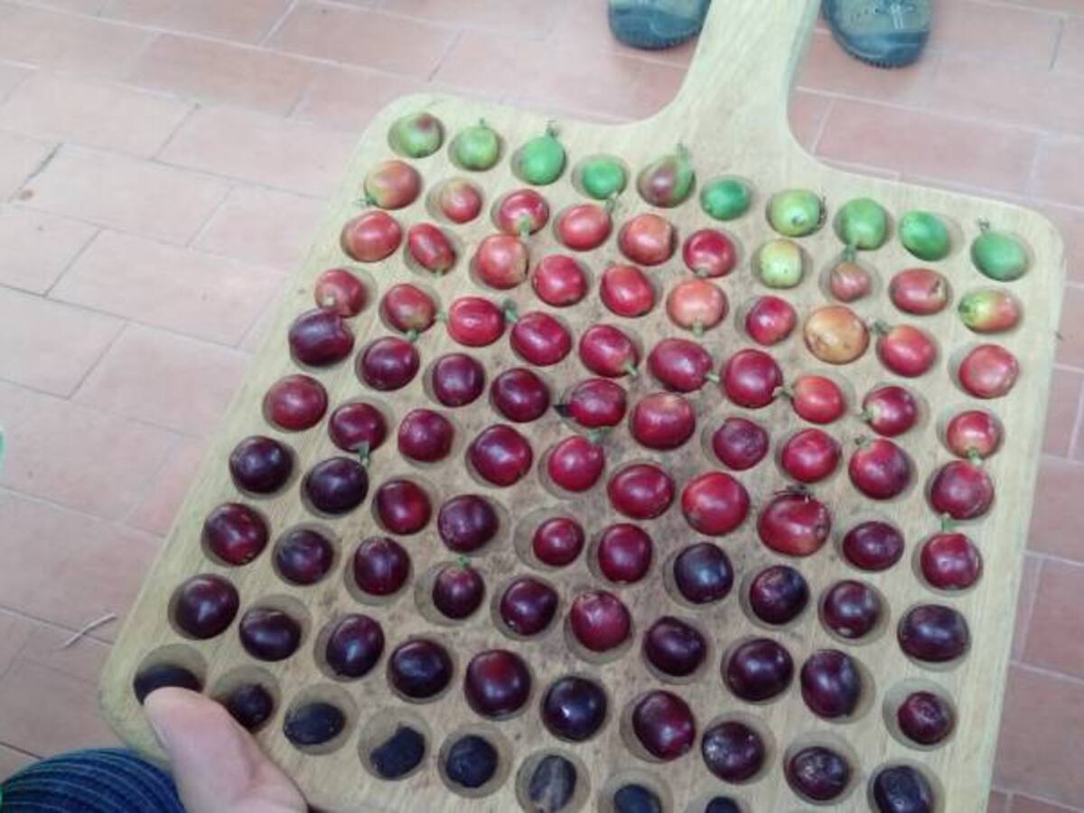 Rentabilidad cafetera, uno temas centrales del congreso cafetero, caficultores del Quindío a la expectativa