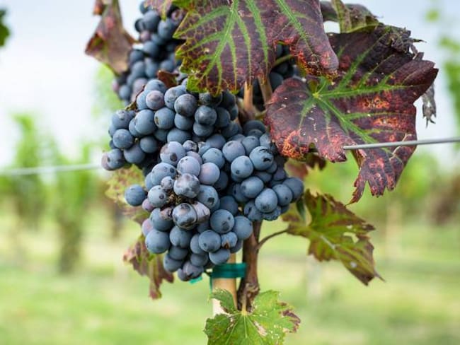 Industria vinícola una oportunidad para el campo