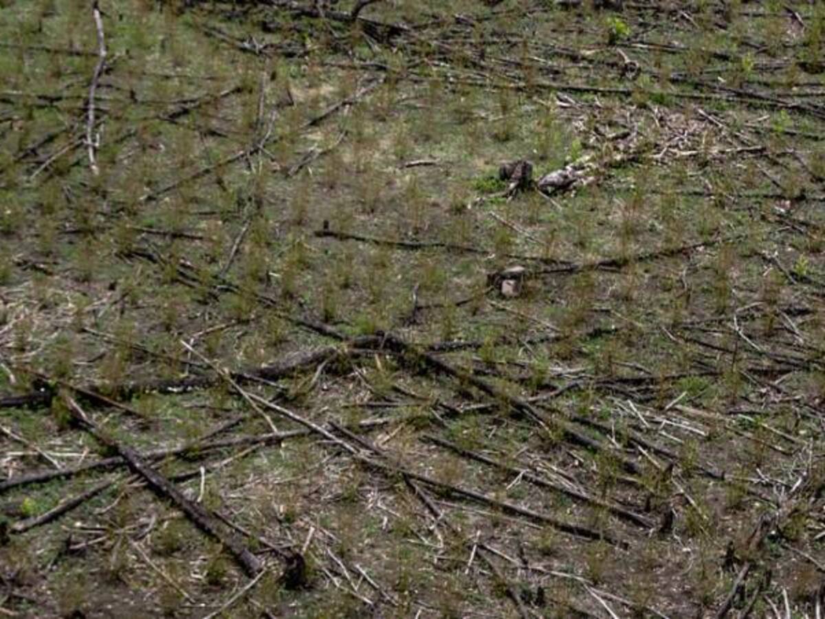 El impacto del narcotráfico en la biodiversidad, la tierra y el agua