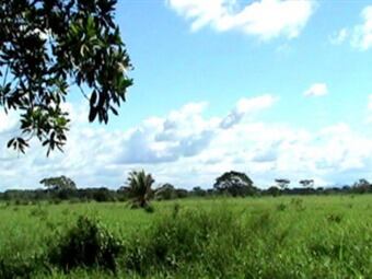 Brigard & Urrutia habría asesorado a varias empresas para adquirir varios baldíos, burlando la norma. Foto: El Tiempo