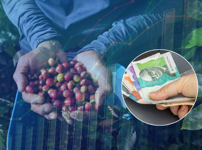 Persona recogiendo café en Colombia / Dinero colombiano (Getty Images)