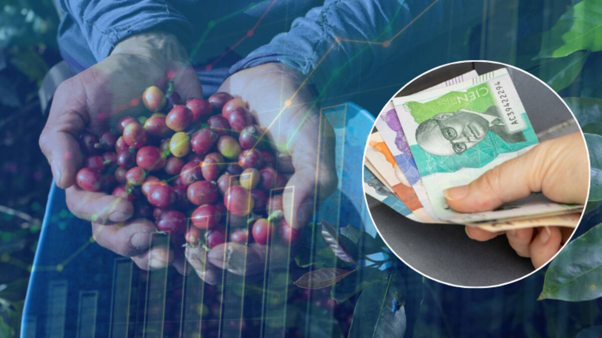 Precio del café HOY en dólares: Expertos analizan el precio de la carga en Colombia