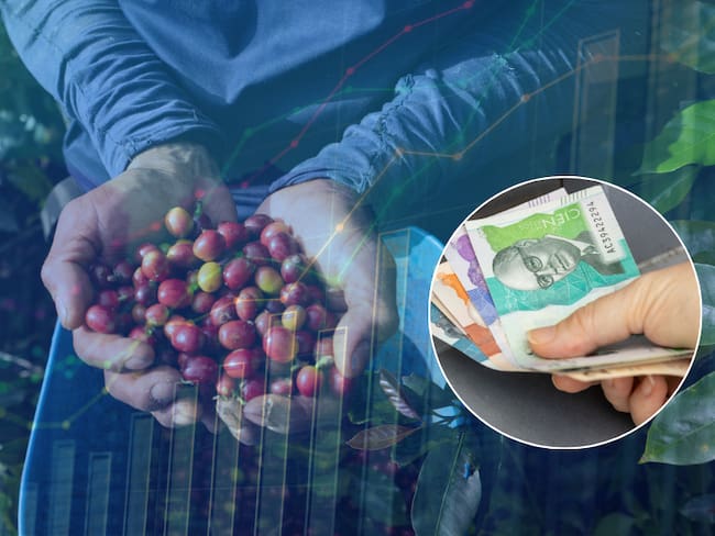 Persona recogiendo café en Colombia / Dinero colombiano (Getty Images)