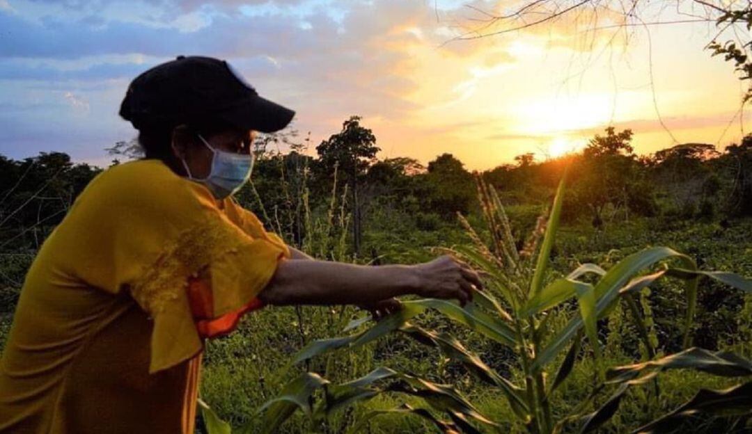 Cultivos de maíz en Algarrobo