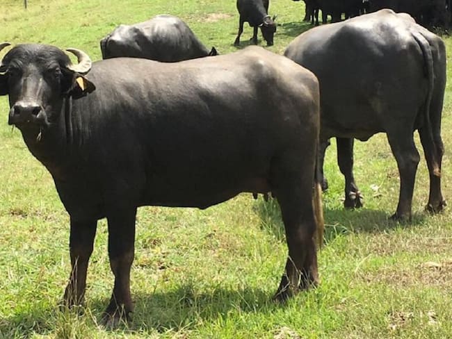 Los búfalos, una oportunidad del sector gastronómico en Tolima