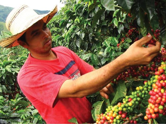 Cultivos de Uchuva, cacao y cafés especiales de Boyacá serán comercializados en el exterior