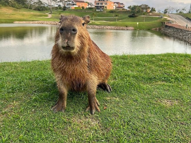 Denuncian muerte de chigüiro dentro de condominio