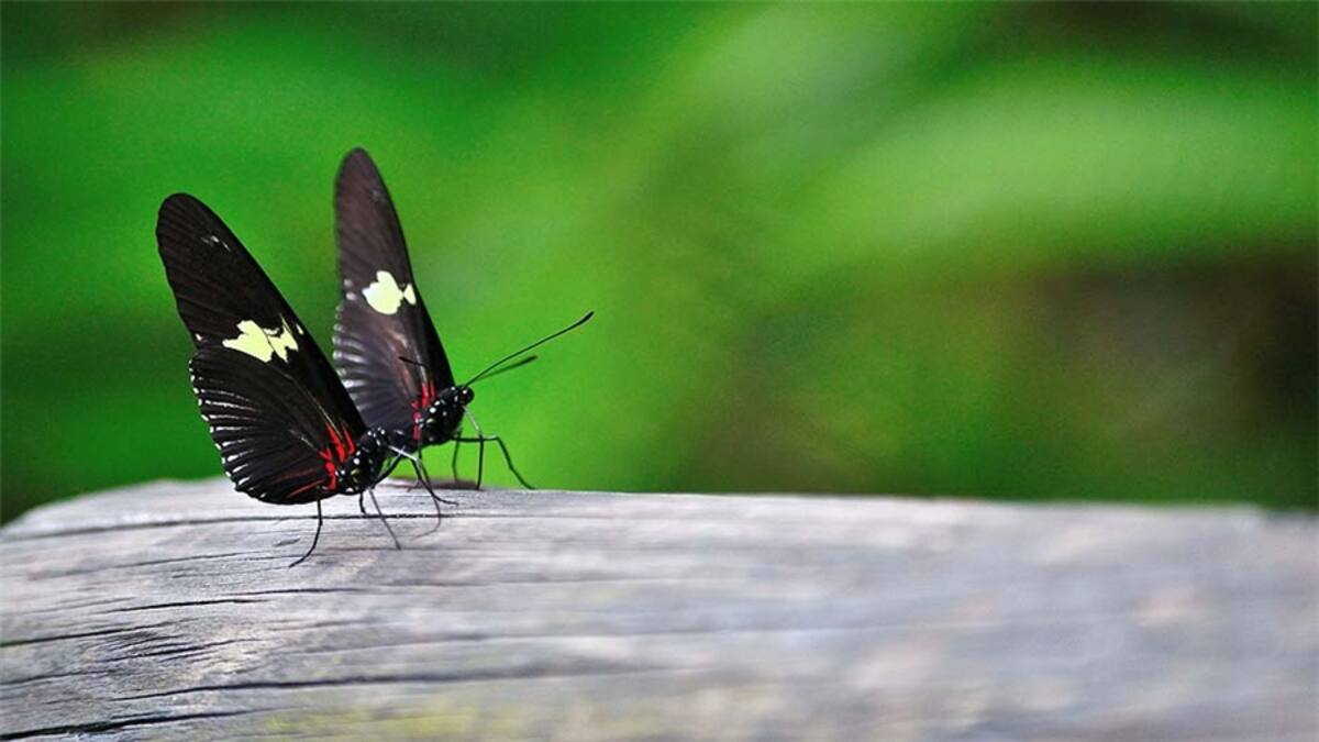 "Pareja de corazones atados en este ejemplo de técnica de profundidad de campo y velocidad con mi nueva cámara fotográfica", nos cuenta Alex Camacho.