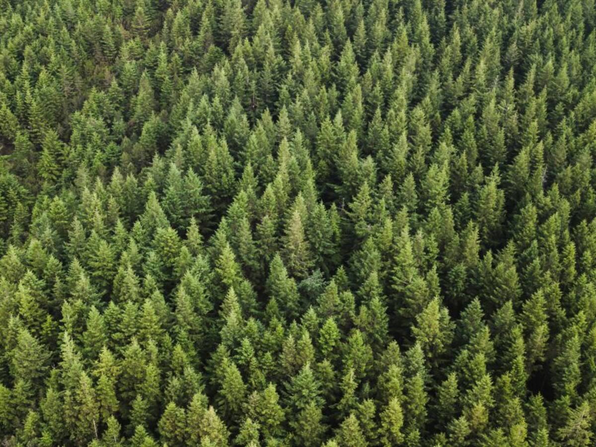 Gobierno sembrará 60.000 árboles en homenaje a las víctimas por COVID-19