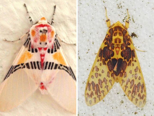 Polillas. Foto: Cortesía Rodrigo Bernal.