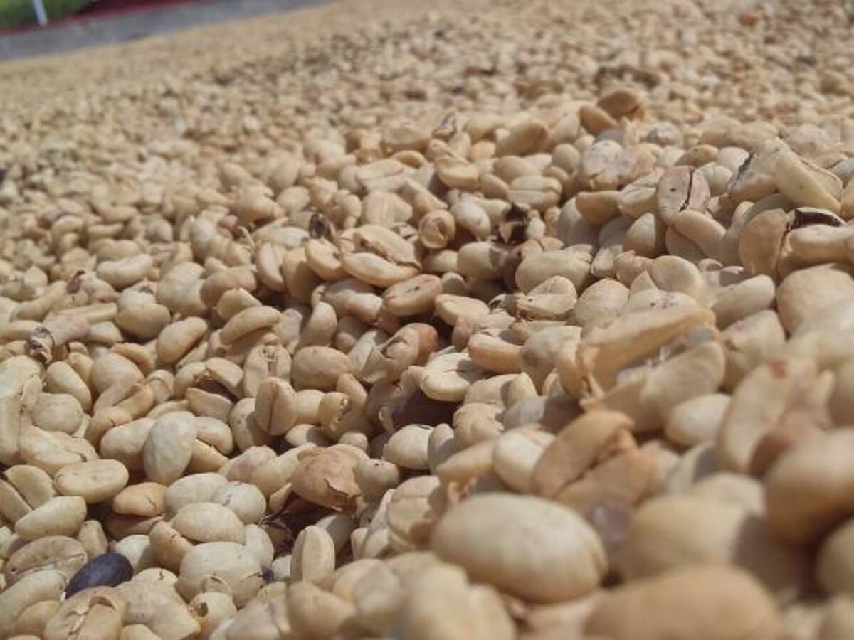 Caficultores del Quindío siguen produciendo a pérdidas