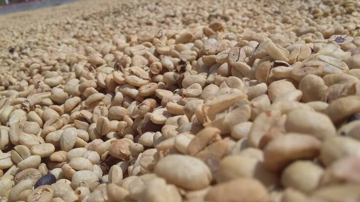 Caficultores del Quindío siguen produciendo a pérdidas