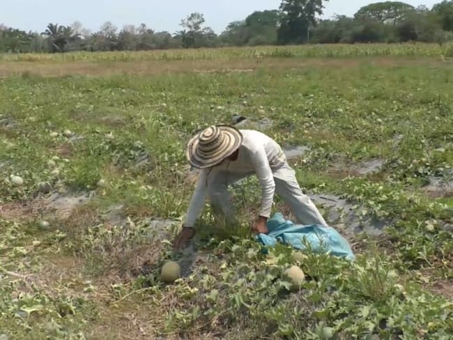Banasan compra cosecha a campesino afectado por el aislamiento nacional