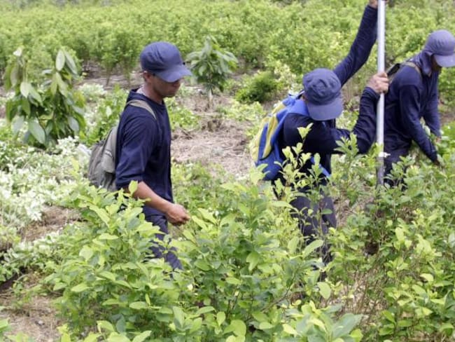Cerca de 25 mil familias se han registrado para sustitución de cultivos ilícitos en Colombia
