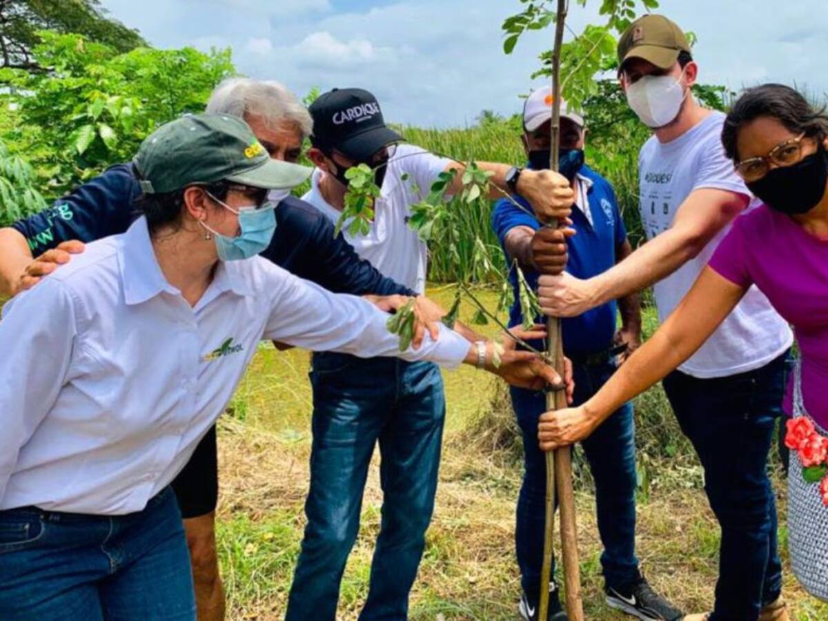 Cardique inicia siembra de 4.700 árboles en la jurisdicción