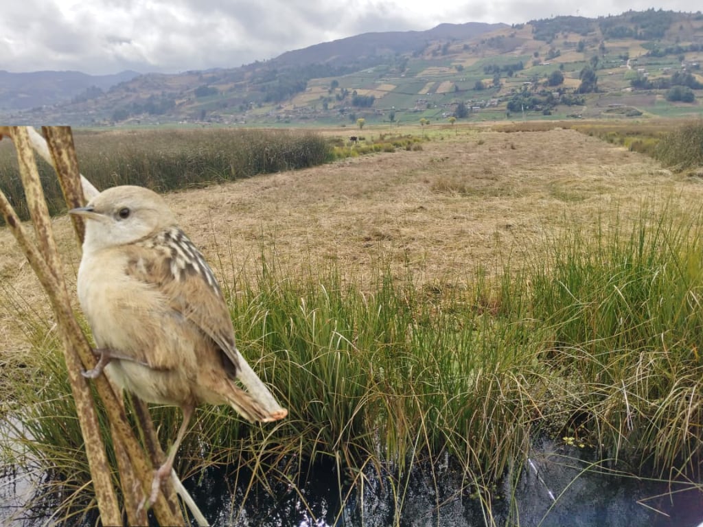 Monitoreos en Aquitania evidencian expansión de la frontera agrícola en zonas de protección del lago