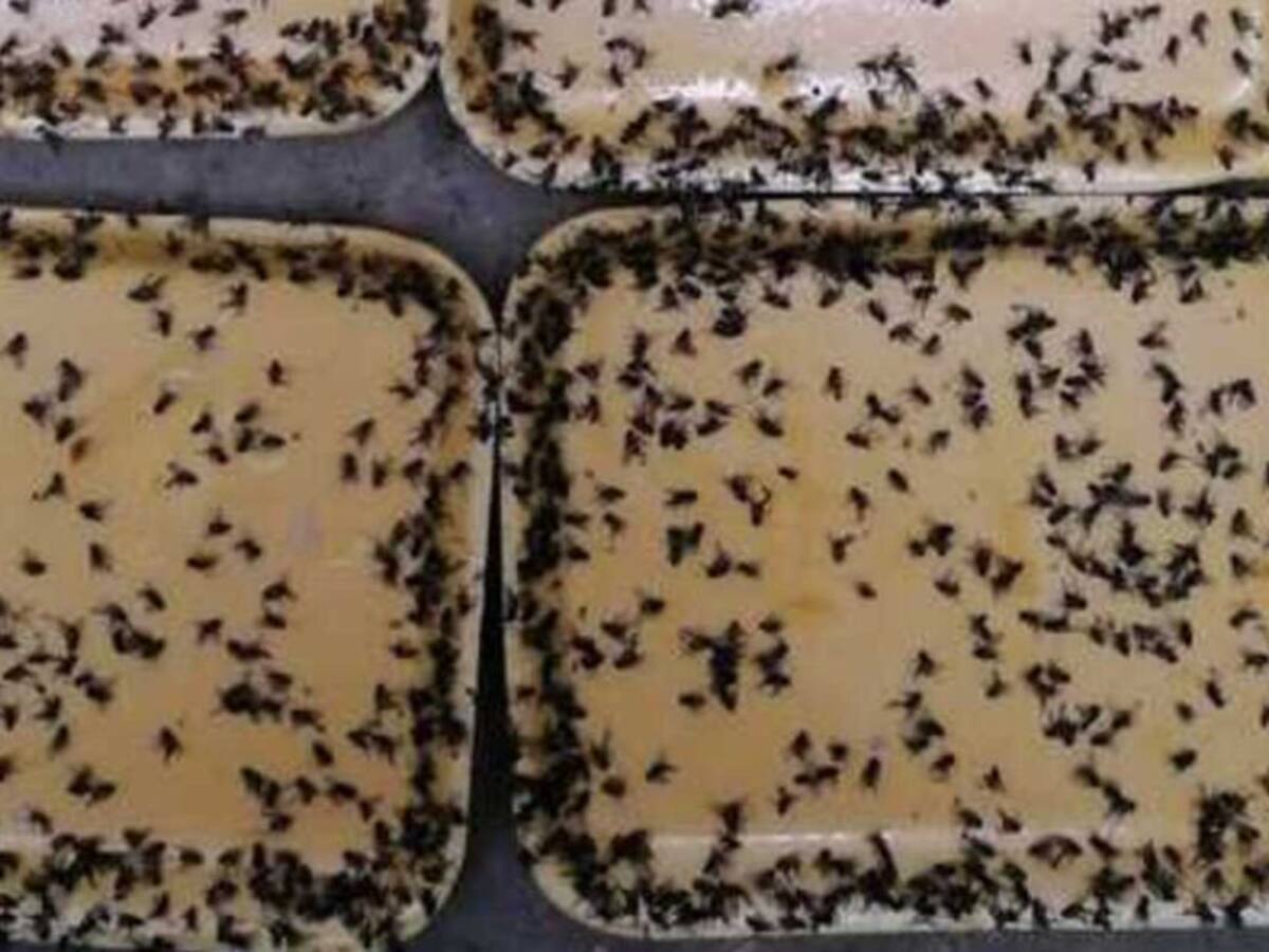 Autoridades de Dosquebradas verificarán plaga de moscas en algunos barrios