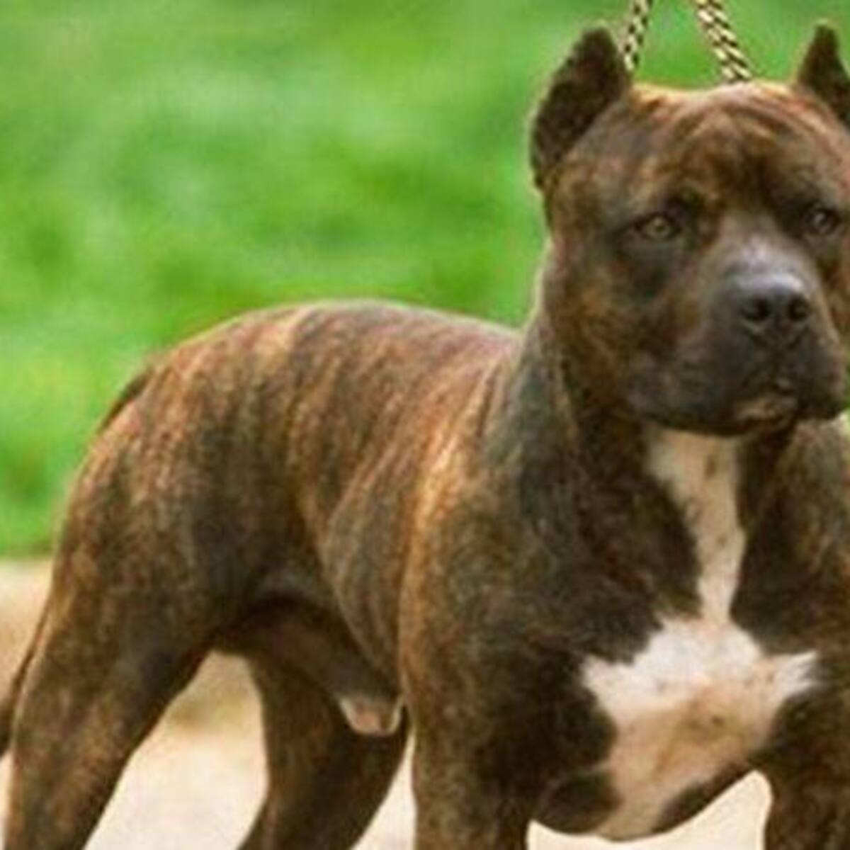 Dos Jóvenes utilizaban un pitbull para delinquir en Duitama, Boyacá