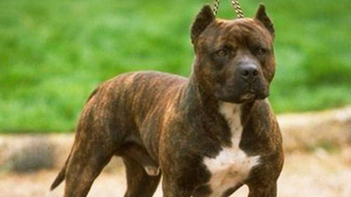 En Santa Marta una mujer intentó besar a un pitbull y fue atacada por el animal