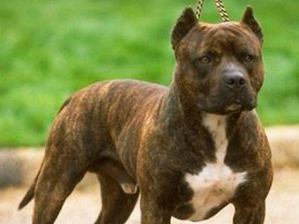 En Santa Marta una mujer intentó besar a un pitbull y fue atacada por el animal
