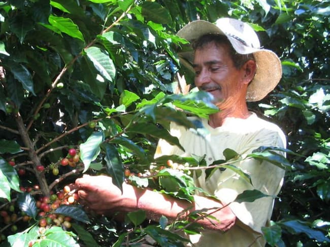 No hay recolectores suficientes para la cantidad de cultivos de café