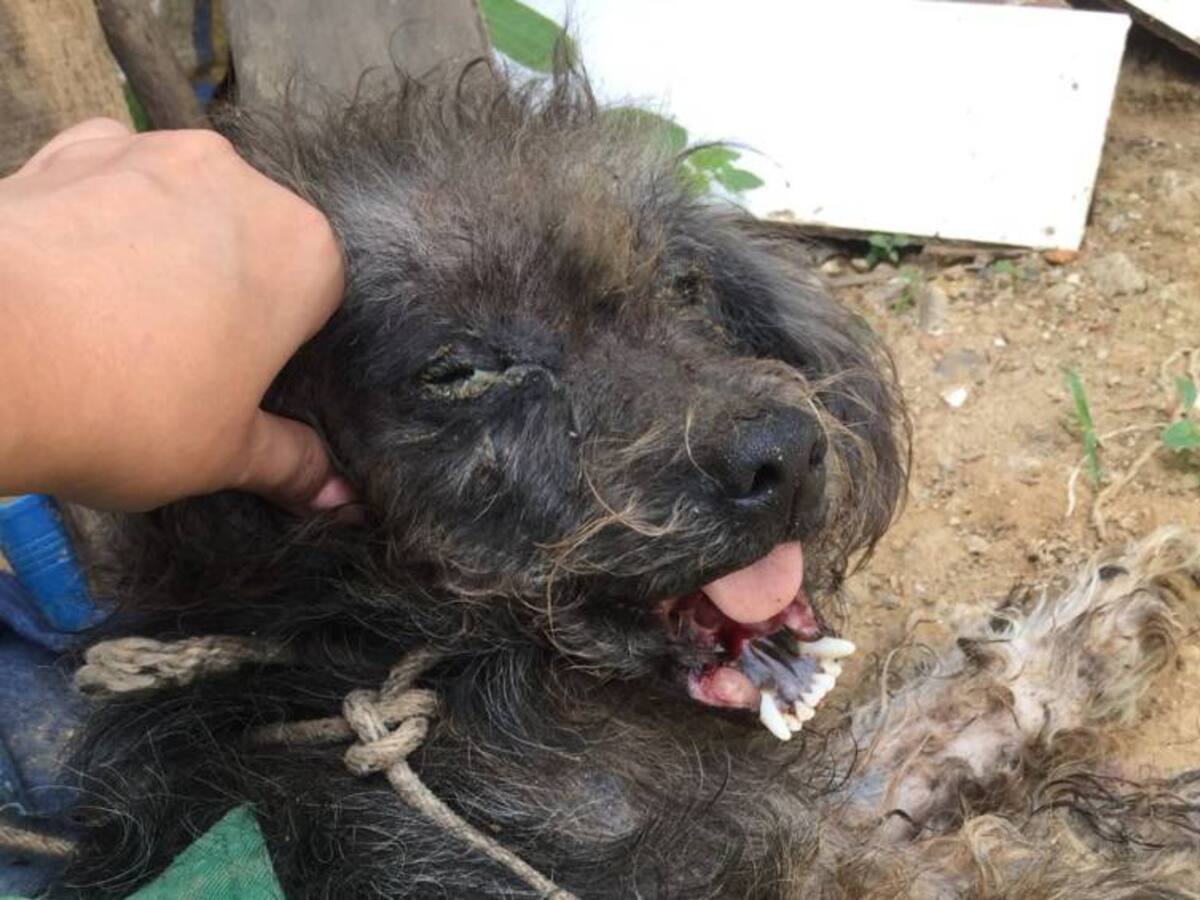 A machete, atacaron a un perro en la zona industrial