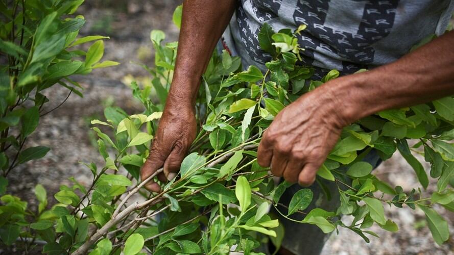 Santos aseguró que 29.600 familias han firmado acuerdos para sustituir 22.000 hectáreas de cultivos ilícitos. Foto: Getty Images
