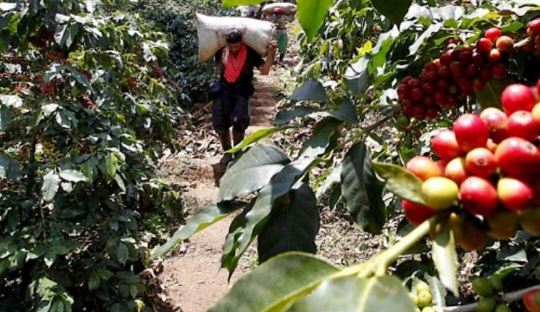 Pese a las lluvias, cosecha y venta cafetera será positiva en el Huila.