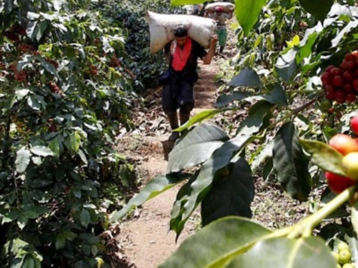 Pese a las lluvias, cosecha y venta cafetera será positiva en el Huila