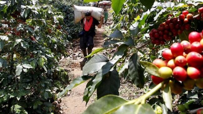 Pese a las lluvias, cosecha y venta cafetera será positiva en el Huila.