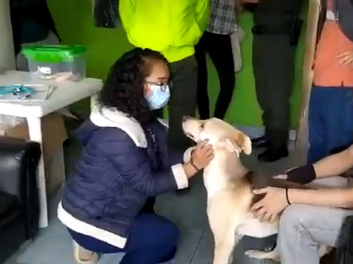 Autoridades verificaron posible caso de matrato animal en Pamplona