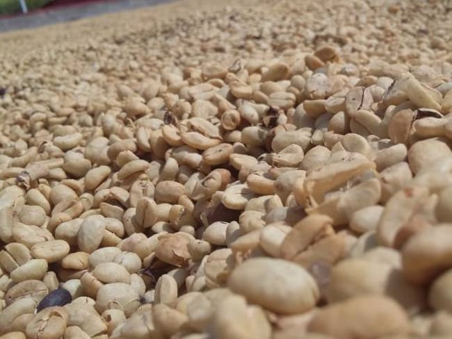 1.500 hectáreas sembradas de café se han perdido el último año en Quindío
