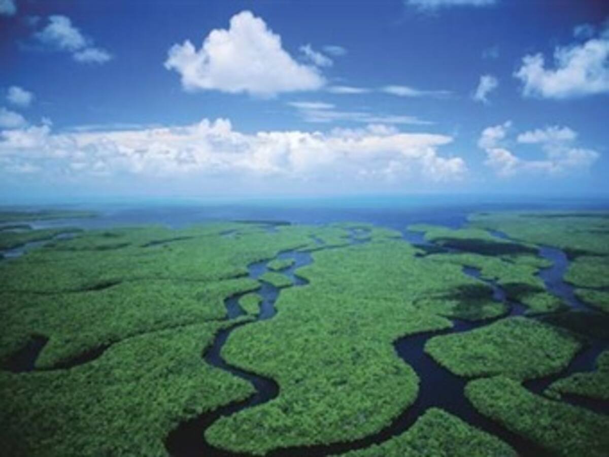 EE.UU. invertirá 100 millones de dólares para proteger los Everglades