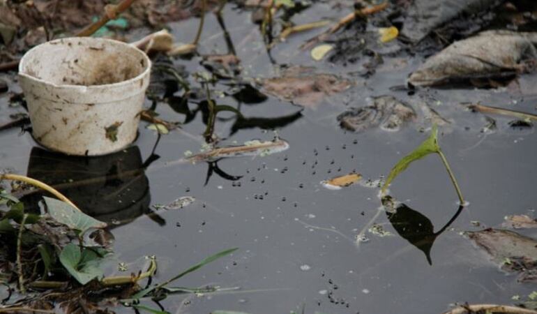 Imagen asociada al Zika