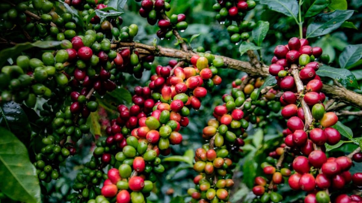 1.500.000 sacos se esperan recoger en segunda cosecha cafetera