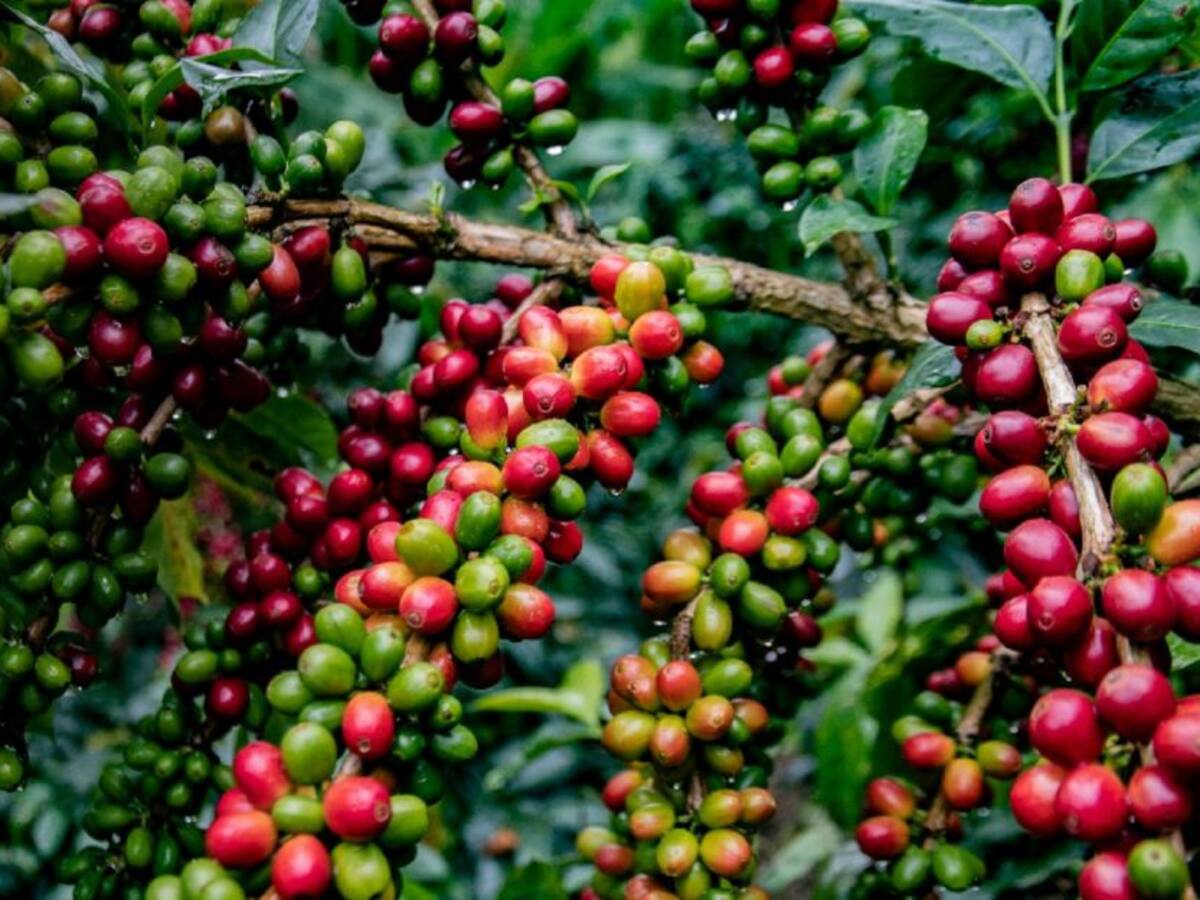 1.500.000 sacos se esperan recoger en segunda cosecha cafetera