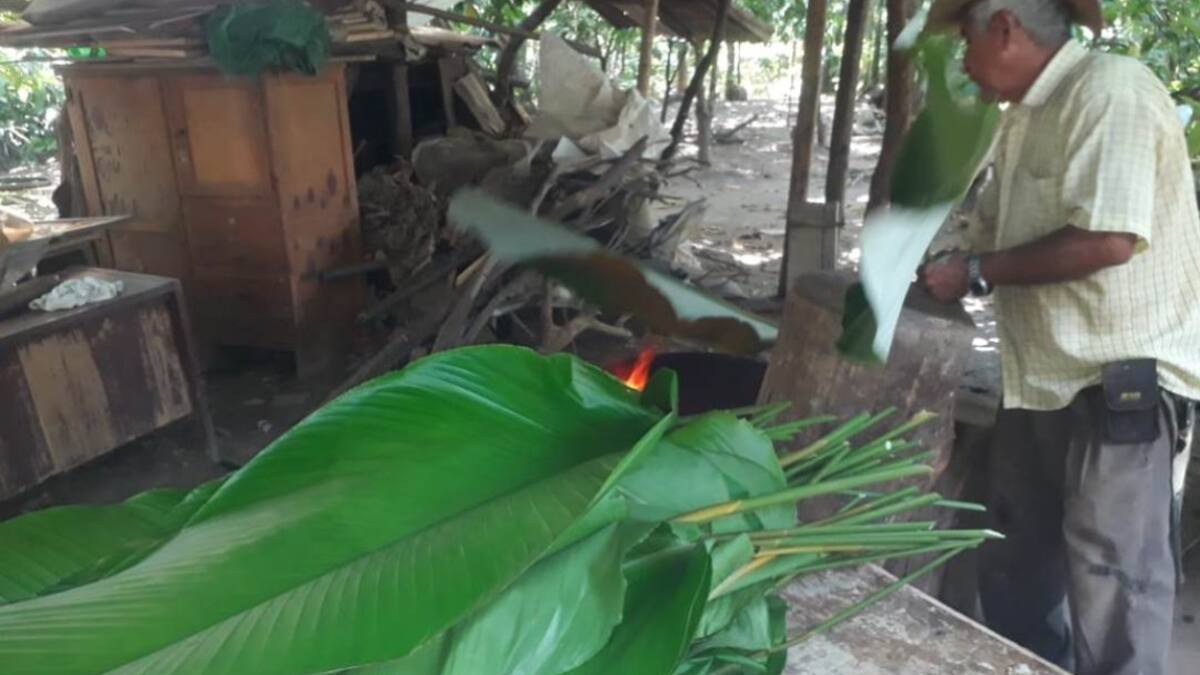 Cómo se cultiva la hoja de bijao