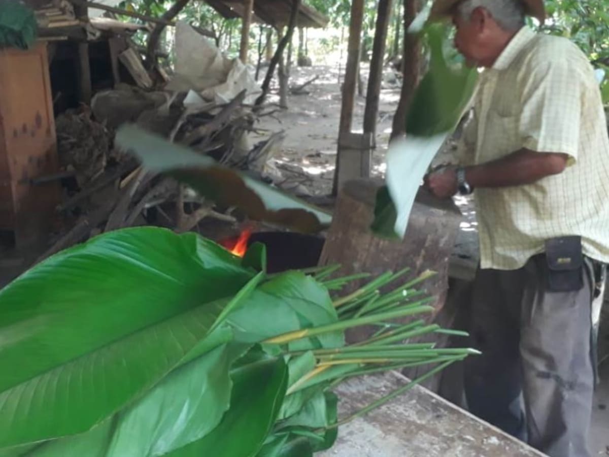 Cómo se cultiva la hoja de bijao