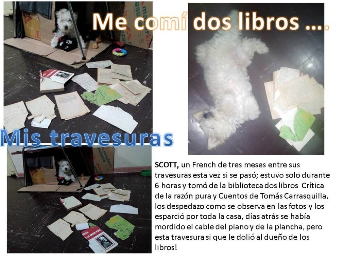 Rocio Rojas nos envía la foto de su perrito Scott y los libros que destrozó 