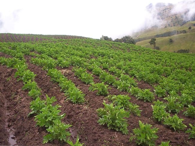 Gerente nacional encargada del ICA