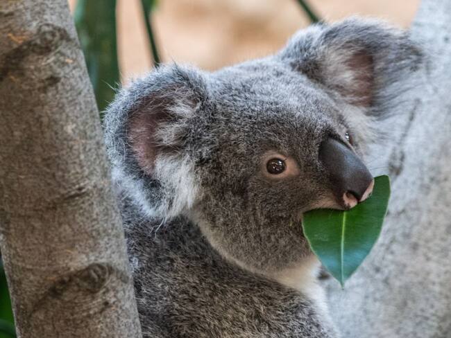 La AKF declara al koala funcionalmente extinto