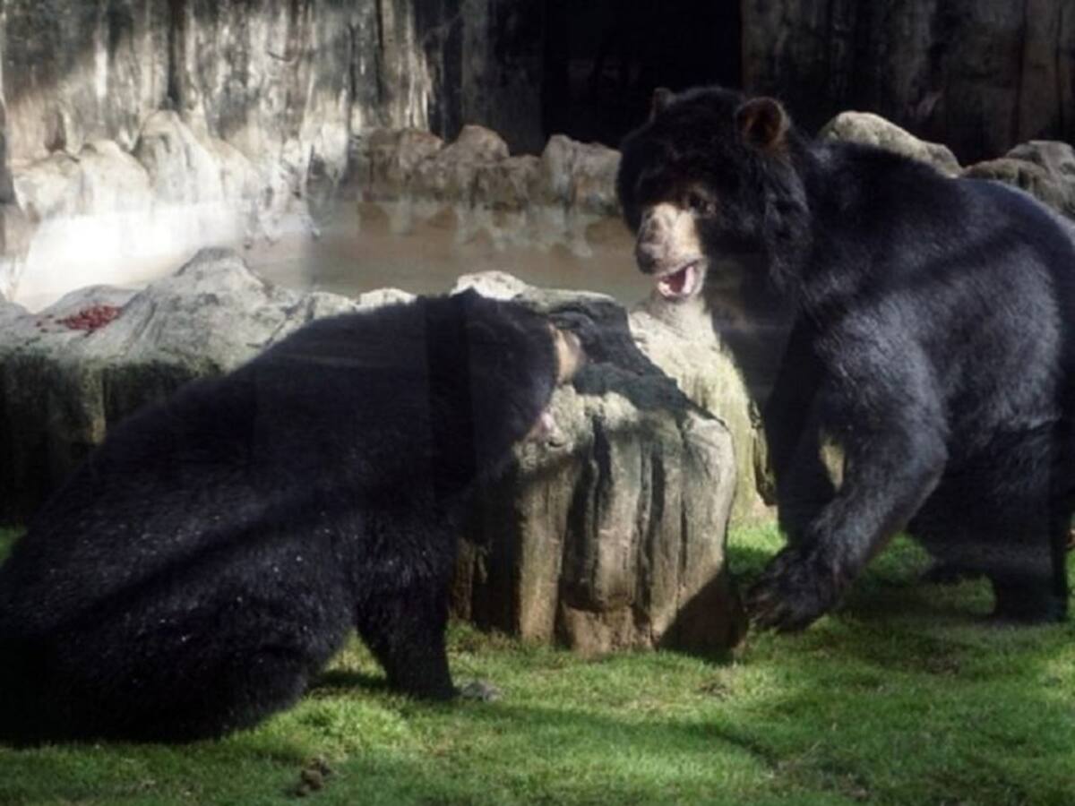 Juez ordena entregar historia clínica del oso Chucho